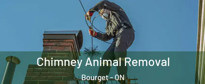 Chimney Animal Removal Bourget - ON