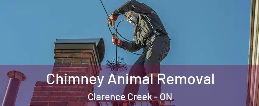 Chimney Animal Removal Clarence Creek - ON