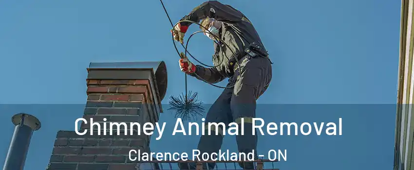 Chimney Animal Removal Clarence Rockland - ON