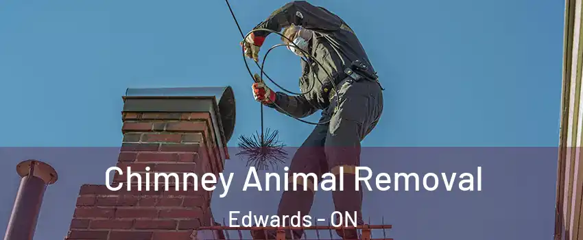 Chimney Animal Removal Edwards - ON