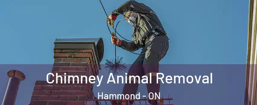 Chimney Animal Removal Hammond - ON