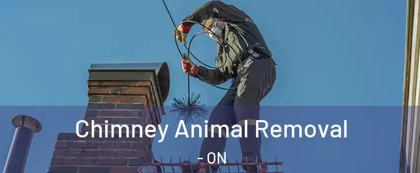 Chimney Animal Removal - ON