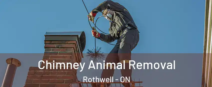 Chimney Animal Removal Rothwell - ON