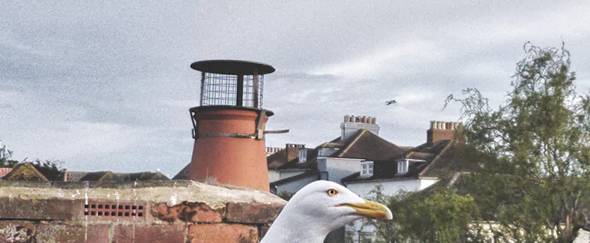 Chimney Cap Bird Guard Repair in Bourget, Ontario